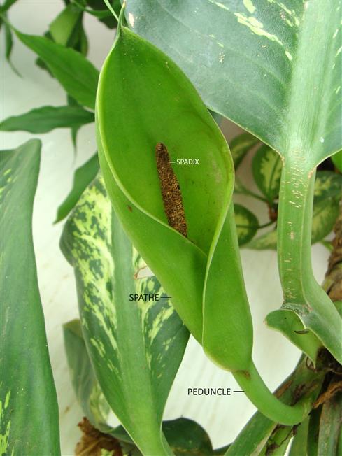 Dieffenbachia seguine